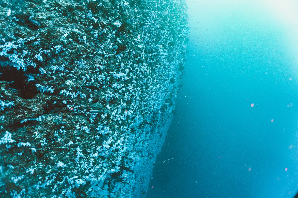 Great white wall rainbow reef dive taveuni in fiji
