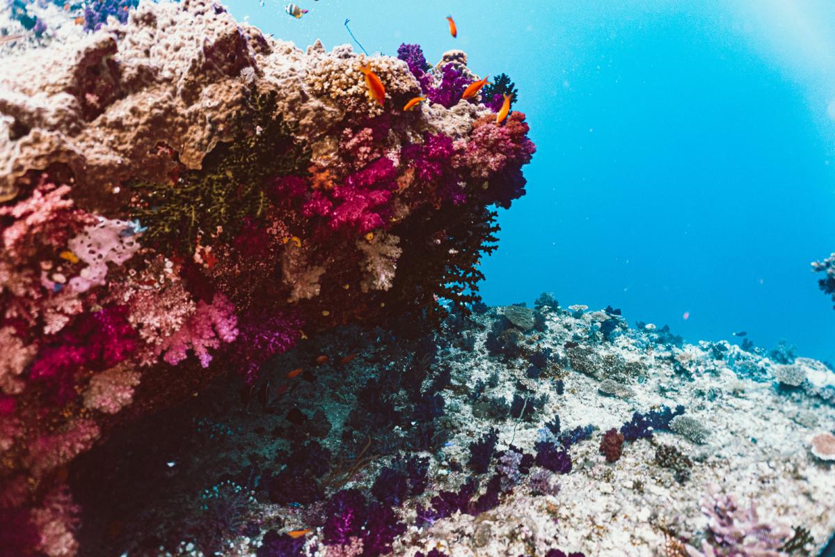 scuba diving at rainbow reef in the sumotomo strait of Taveuni Fiji