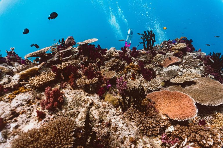 scuba diving at rainbow reef in the sumotomo strait of Taveuni Fiji