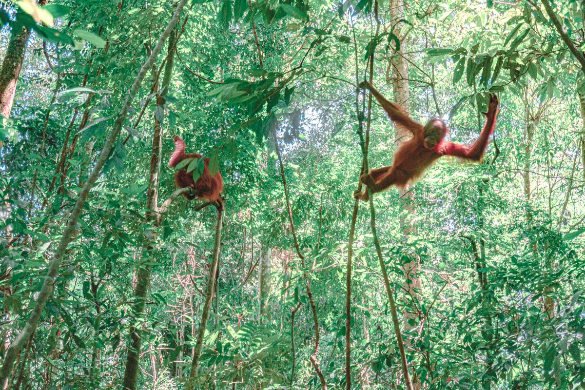 sumatra orangutan trekking bakit lawang