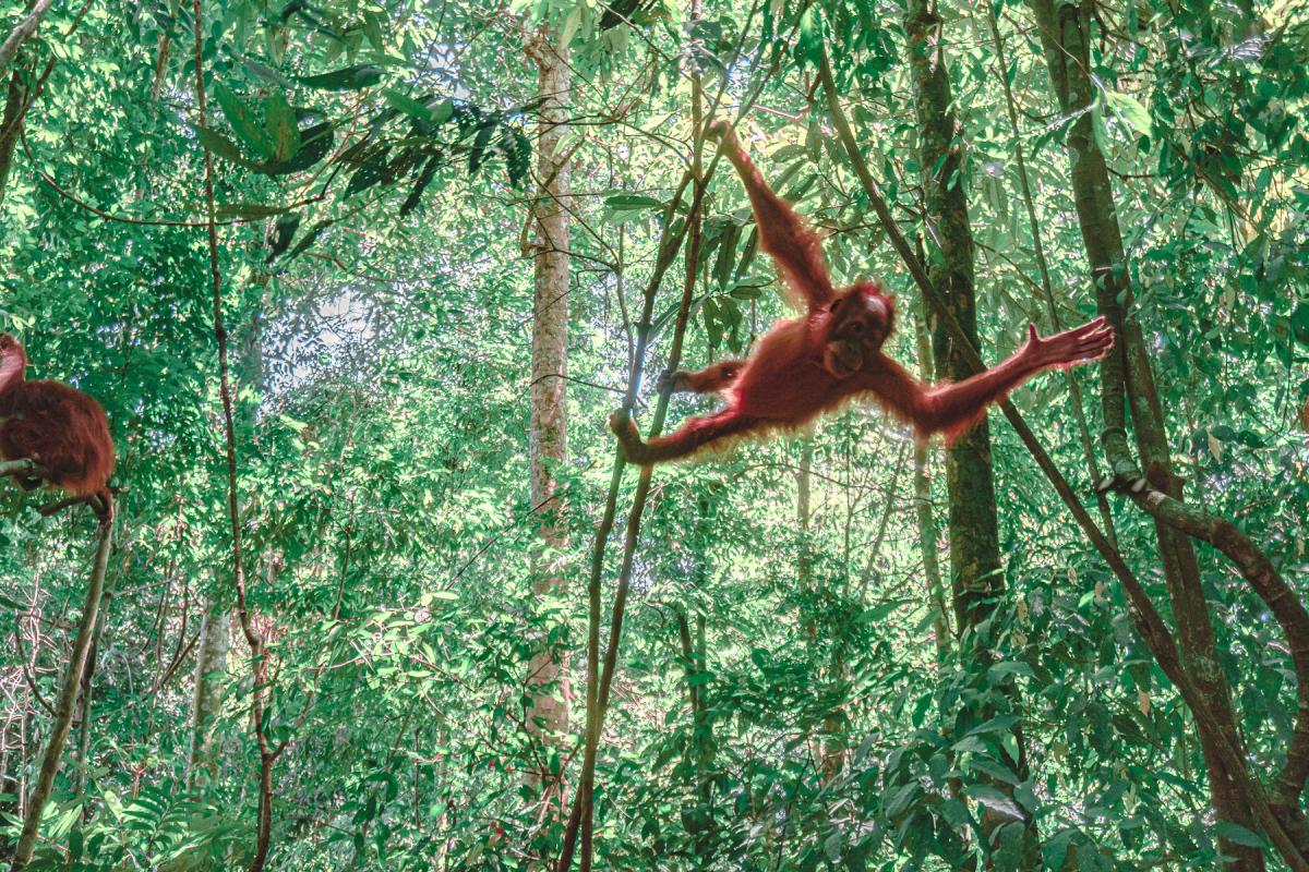 sumatra orangutan trekking bakit lawang