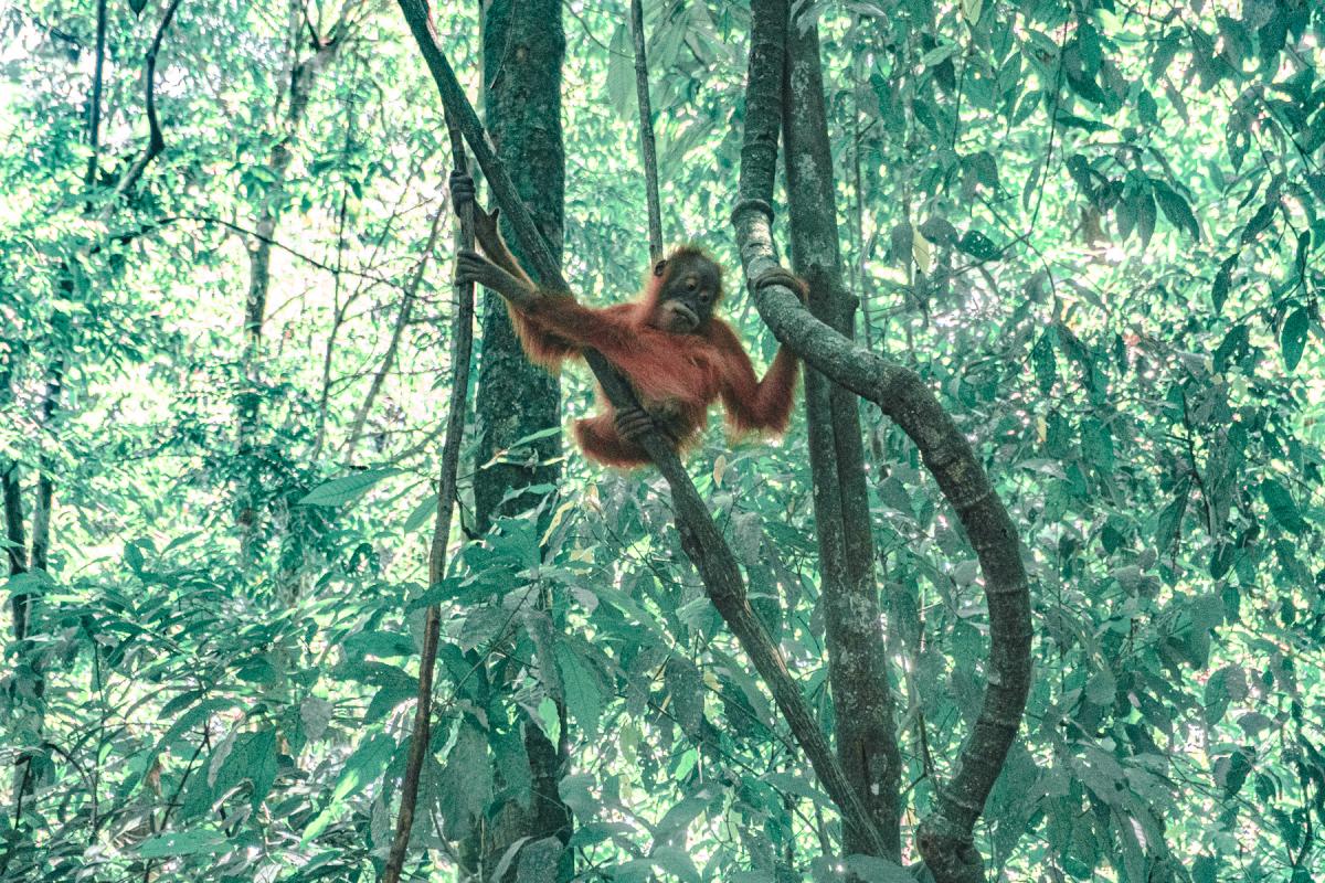 sumatra orangutan trekking bakit lawang