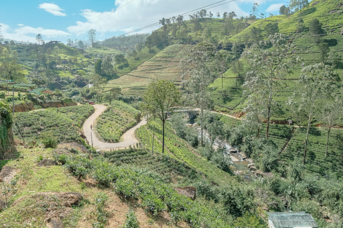 Tea plantation sri lanka