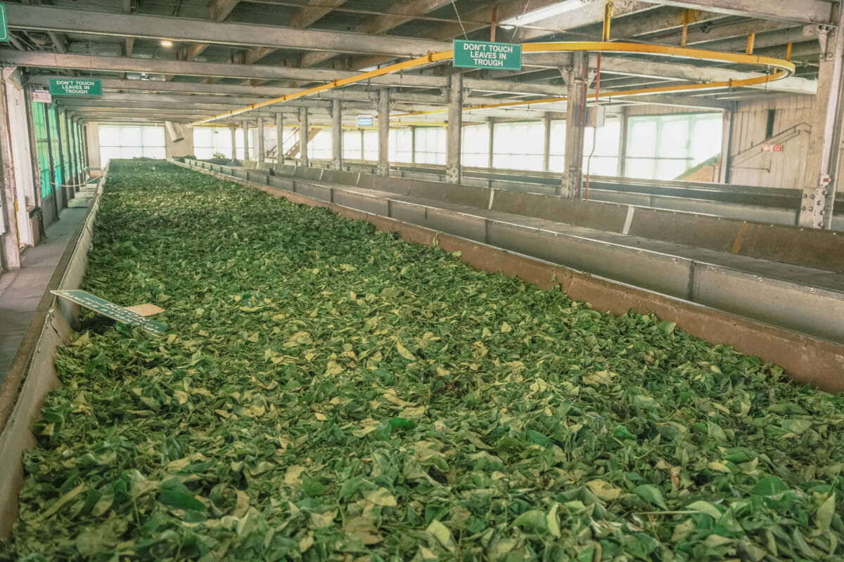 Tea plantation sri lanka