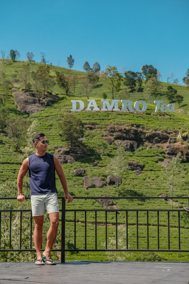 Tea plantation sri lanka