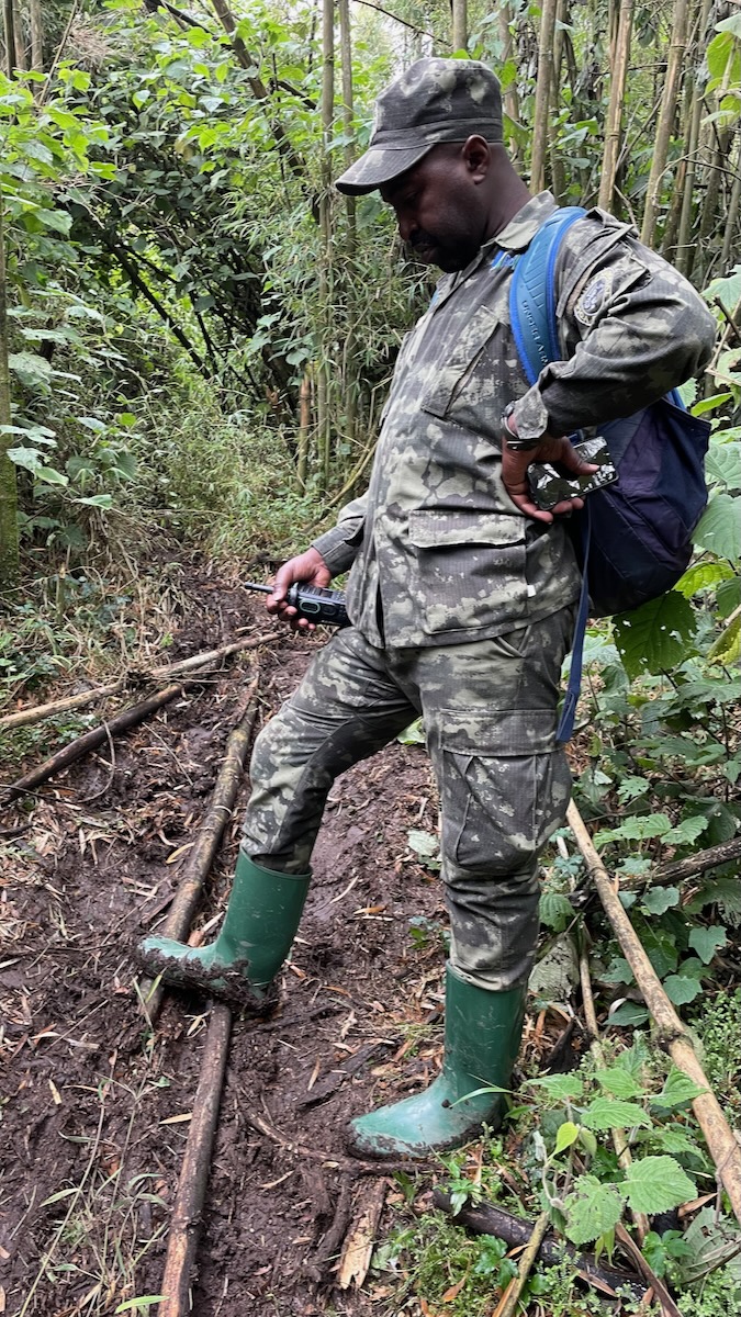 gorilla trekking in rwanda volcanoes national park