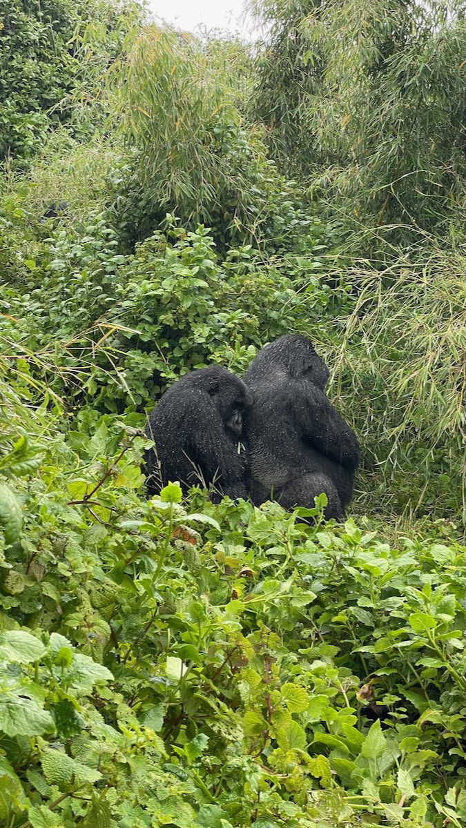 gorilla trekking in rwanda volcanoes national park
