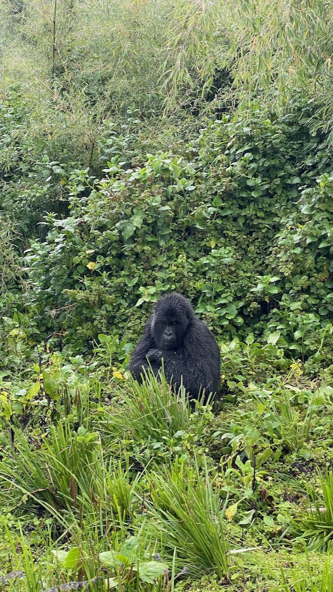 gorilla trekking in rwanda volcanoes national park