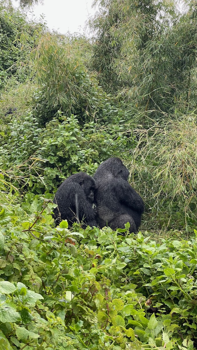gorilla trekking in rwanda volcanoes national park