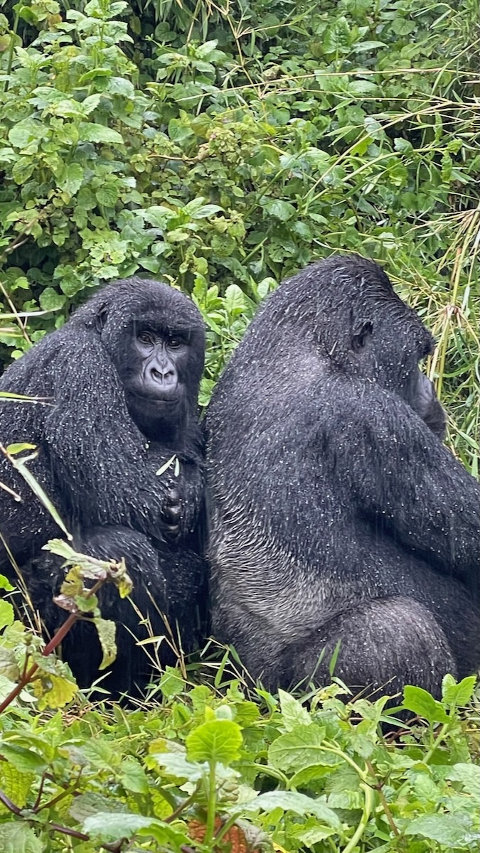 gorilla trekking in rwanda volcanoes national park