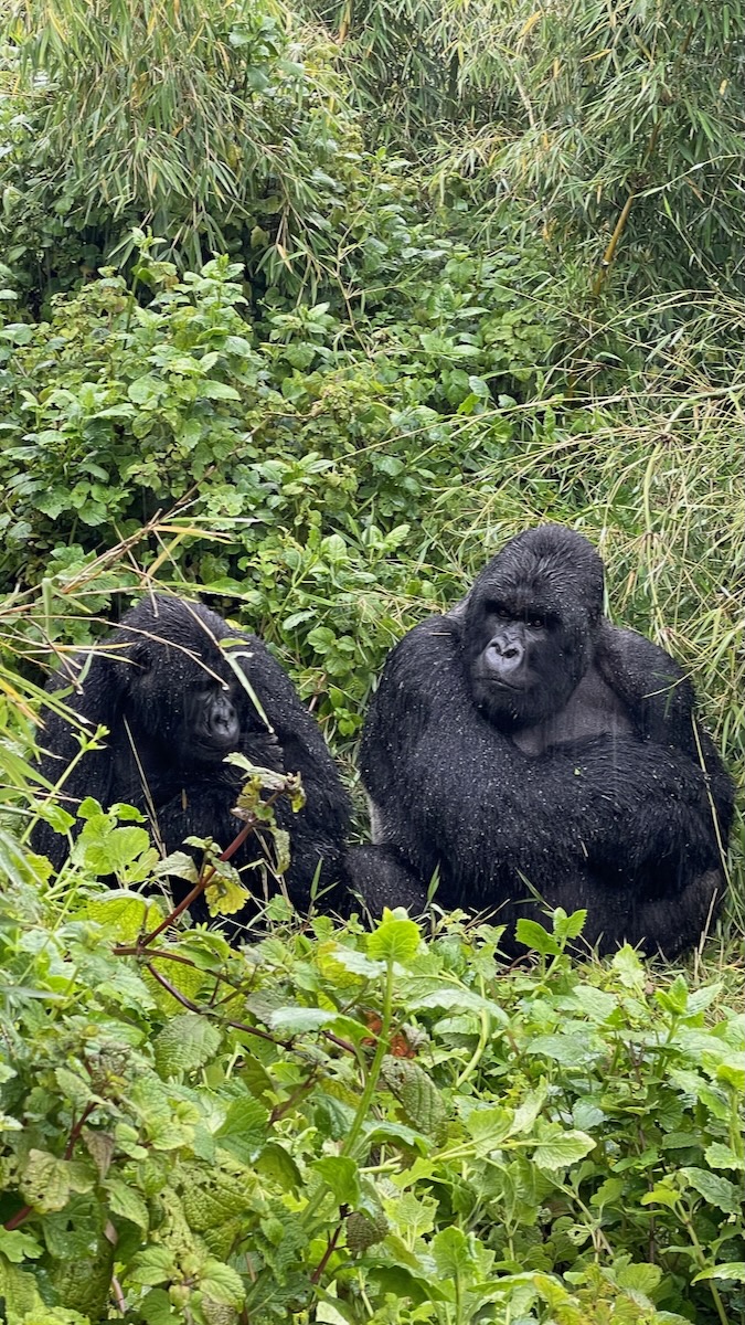 gorilla trekking in rwanda volcanoes national park