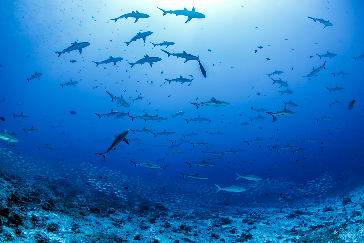 fakarava south pass shark diving