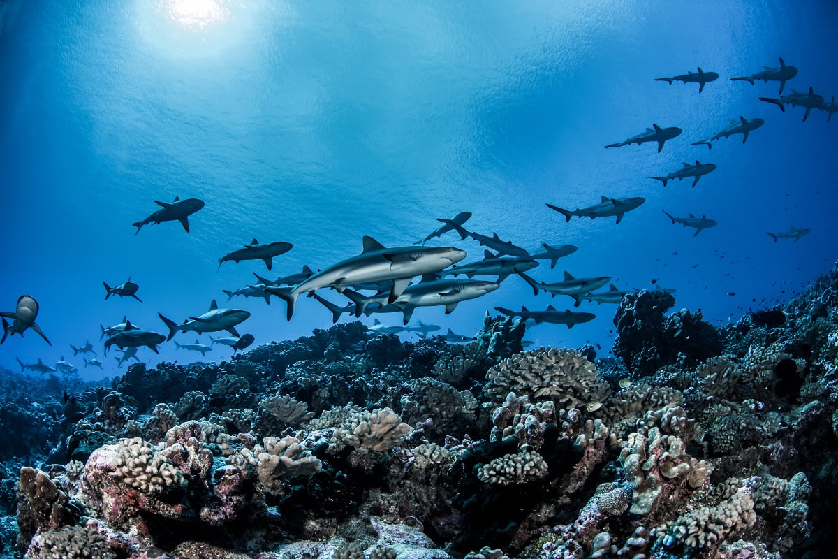 Fakarava wall of sharks diving