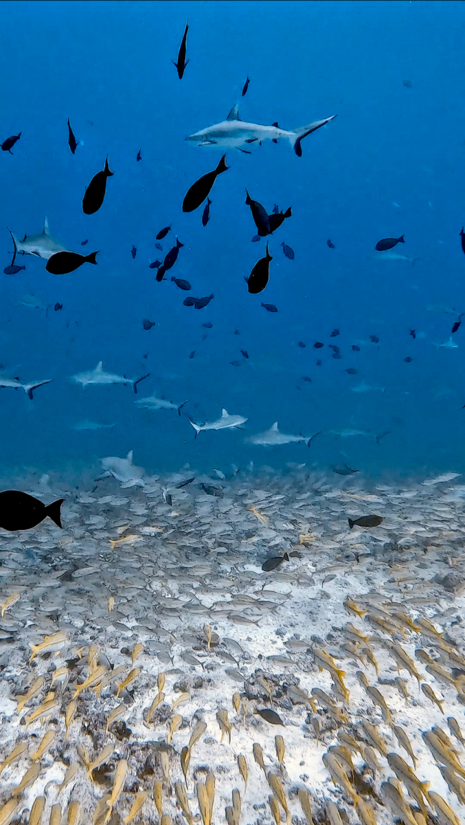 Fakarava south pass diving sharks